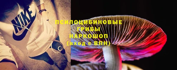 прущие грибы Тында